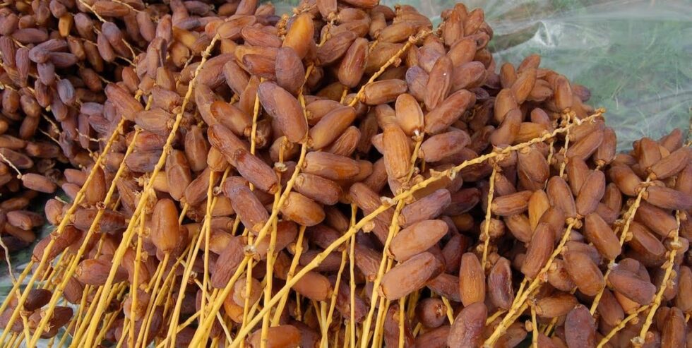 La Tunisie relance ses exportations de dattes vers le Maroc après la polémique